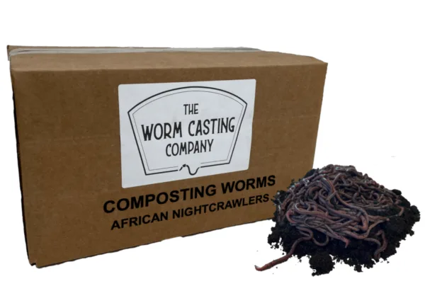 Box of African Nightcrawler composting worms for making high quality worm castings by the worm casting co shipping across the U.S.