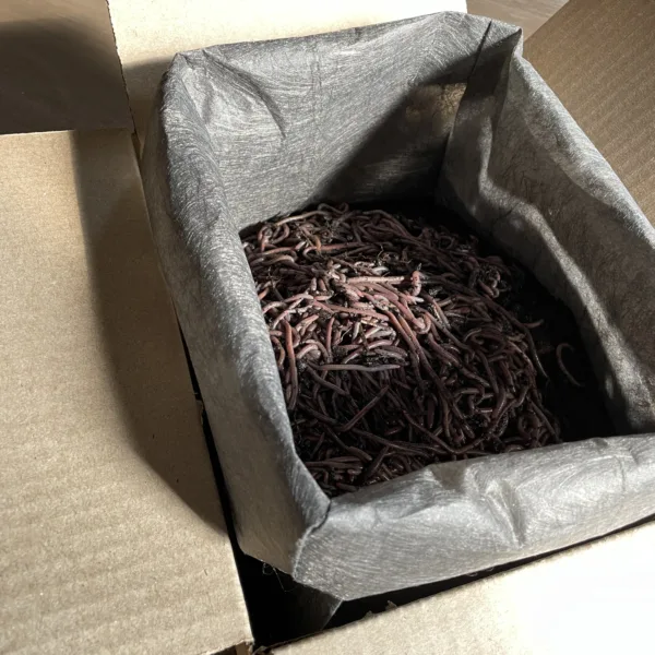 African Nightcrawler composting worms prepared for shipment.