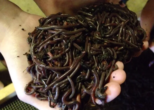 African Nightcrawler composting worms produce high quality, microbe-rich worm castings.