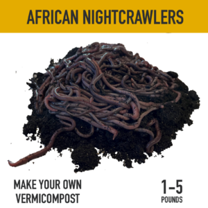African nightcrawler composting worms for making vermicompost and high quality worm castings by the worm casting co shipping across the U.S.